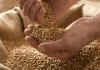 Internacional | El USDA golpea a los granos: más oferta y menos precios amenazan la rentabilidad agrícola Internacional | El USDA golpea a los granos: más oferta y menos precios amenazan la rentabilidad agrícola