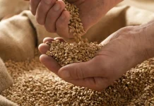 Internacional | El USDA golpea a los granos: más oferta y menos precios amenazan la rentabilidad agrícola Internacional | El USDA golpea a los granos: más oferta y menos precios amenazan la rentabilidad agrícola