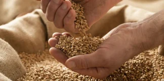 Internacional | El USDA golpea a los granos: más oferta y menos precios amenazan la rentabilidad agrícola