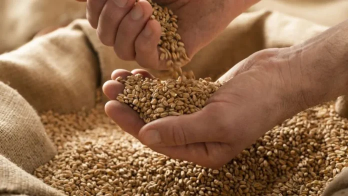 6a0f7bfa201af_992_558! Internacional | El USDA golpea a los granos: más oferta y menos precios amenazan la rentabilidad agrícola
