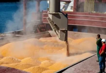 EE.UU | Caen los granos y crece la presión sobre el agro: la baja en Chicago enciende alertas en América Latina