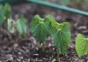 La nueva carrera del agro ya no pasa por más fertilizantes sino por más microbiología