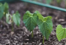 La nueva carrera del agro ya no pasa por más fertilizantes sino por más microbiología