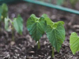 La nueva carrera del agro ya no pasa por más fertilizantes sino por más microbiología