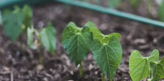 La nueva carrera del agro ya no pasa por más fertilizantes sino por más microbiología