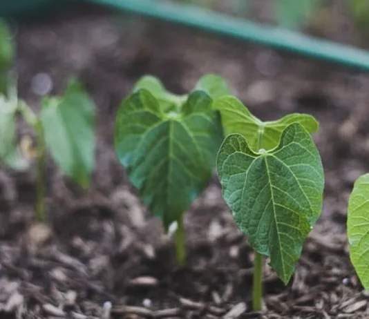 La nueva carrera del agro ya no pasa por más fertilizantes sino por más microbiología La nueva carrera del agro ya no pasa por más fertilizantes sino por más microbiología