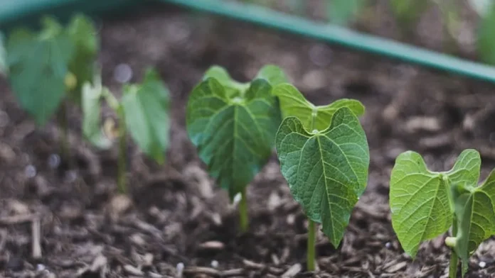 La nueva carrera del agro ya no pasa por más fertilizantes sino por más microbiología