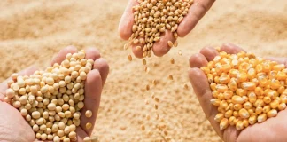 Internacional | Los granos se tiñen de rojo: caen los precios pese a fuertes compras de exportación Internacional | Los granos se tiñen de rojo: caen los precios pese a fuertes compras de exportación