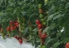 Trabajar una hectárea de tomate en el reino de los invernaderos cuesta más de 80.000 euros al año Trabajar una hectárea de tomate en el reino de los invernaderos cuesta más de 80.000 euros al año