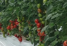 Trabajar una hectárea de tomate en el reino de los invernaderos cuesta más de 80.000 euros al año Trabajar una hectárea de tomate en el reino de los invernaderos cuesta más de 80.000 euros al año