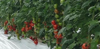 Trabajar una hectárea de tomate en el reino de los invernaderos cuesta más de 80.000 euros al año