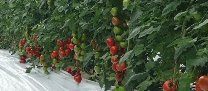 6a39473317512.r_d.975-752-12766.jpeg Trabajar una hectárea de tomate en el reino de los invernaderos cuesta más de 80.000 euros al año