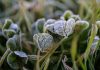 Se prevén hasta -2°C: Emiten advertencia agrometeorológica por heladas para este jueves en cinco regiones del país Se prevén hasta -2°C: Emiten advertencia agrometeorológica por heladas para este jueves en cinco regiones del país