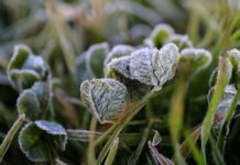 Se prevén hasta -2°C: Emiten advertencia agrometeorológica por heladas para este jueves en cinco regiones del país Se prevén hasta -2°C: Emiten advertencia agrometeorológica por heladas para este jueves en cinco regiones del país