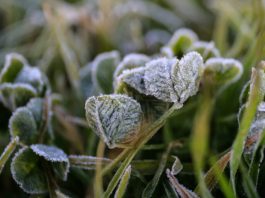 Se prevén hasta -2°C: Emiten advertencia agrometeorológica por heladas para este jueves en cinco regiones del país Se prevén hasta -2°C: Emiten advertencia agrometeorológica por heladas para este jueves en cinco regiones del país