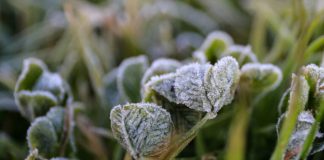 Se prevén hasta -2°C: Emiten advertencia agrometeorológica por heladas para este jueves en cinco regiones del país