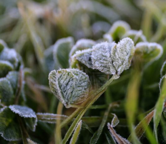 Se prevén hasta -2°C: Emiten advertencia agrometeorológica por heladas para este jueves en cinco regiones del país