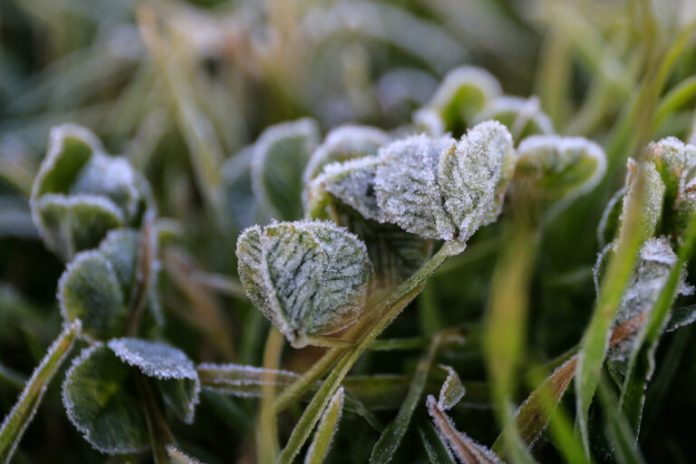 A_UNO_1590337-768x512 Se prevén hasta -2°C: Emiten advertencia agrometeorológica por heladas para este jueves en cinco regiones del país