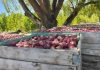Agricultura regenerativa: el camino que transforma la fruticultura del Alto Valle Agricultura regenerativa: el camino que transforma la fruticultura del Alto Valle
