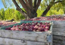 Agricultura regenerativa: el camino que transforma la fruticultura del Alto Valle Agricultura regenerativa: el camino que transforma la fruticultura del Alto Valle