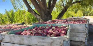 Agricultura regenerativa: el camino que transforma la fruticultura del Alto Valle Agricultura regenerativa: el camino que transforma la fruticultura del Alto Valle