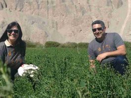 Alfalfa Alta Sierra: una semilla ancestral que sustenta la ganadería del desierto de Chile Alfalfa Alta Sierra: una semilla ancestral que sustenta la ganadería del desierto de Chile