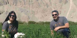 Alfalfa Alta Sierra: una semilla ancestral que sustenta la ganadería del desierto de Chile Alfalfa Alta Sierra: una semilla ancestral que sustenta la ganadería del desierto de Chile