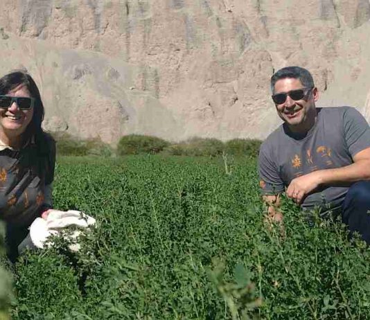 Alfalfa Alta Sierra: una semilla ancestral que sustenta la ganadería del desierto de Chile