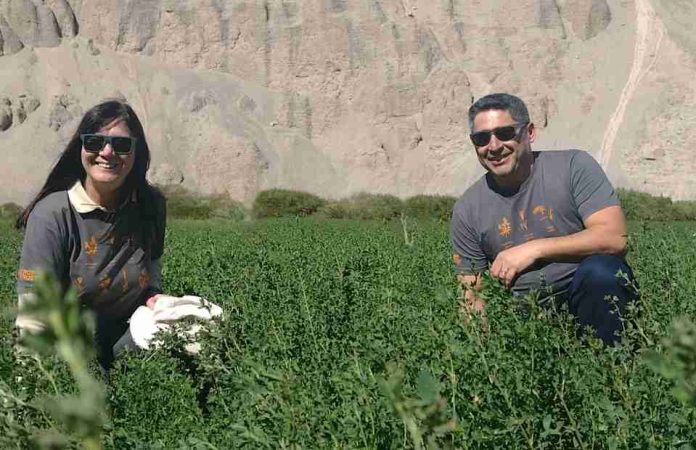 Alfalfa Alta Sierra una semilla ancestral que sustenta la ganadería del desierto de Chile Alfalfa Alta Sierra: una semilla ancestral que sustenta la ganadería del desierto de Chile