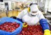 Amenaza de arancel en EE. UU. pone en riesgo el dinamismo de la agroindustria chilena Amenaza de arancel en EE. UU. pone en riesgo el dinamismo de la agroindustria chilena