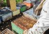 Apicultores de Malleco y Cautín exportaron 6,9 toneladas de miel desde La Araucanía a Alemania