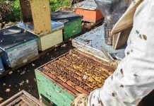 Apicultores de Malleco y Cautín exportaron 6,9 toneladas de miel desde La Araucanía a Alemania