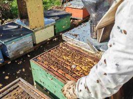 Apicultores de Malleco y Cautín exportaron 6,9 toneladas de miel desde La Araucanía a Alemania