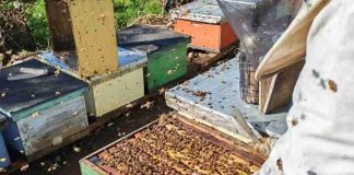 Apicultores de Malleco y Cautín exportaron 6,9 toneladas de miel desde La Araucanía a Alemania Apicultores de Malleco y Cautín exportaron 6,9 toneladas de miel desde La Araucanía a Alemania