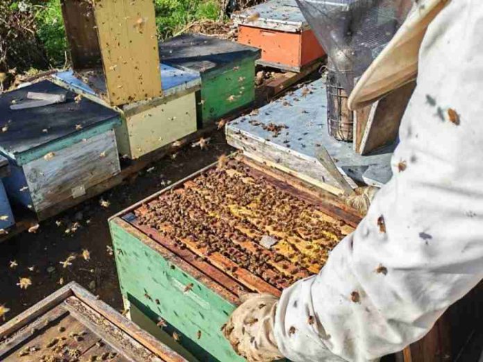 Apicultores de Malleco y Cautín exportaron 6,9 toneladas de miel desde La Araucanía a Alemania