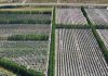 Argentina | El cultivo que seduce a empresas de Chile y proyecta una fuerte expansión en la Patagonia