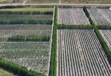 Argentina | El cultivo que seduce a empresas de Chile y proyecta una fuerte expansión en la Patagonia