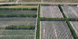 Argentina | El cultivo que seduce a empresas de Chile y proyecta una fuerte expansión en la Patagonia