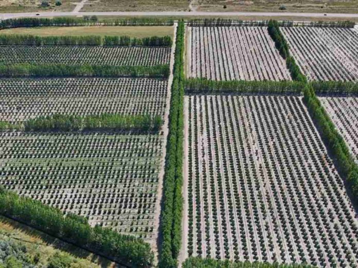 Argentina | El cultivo que seduce a empresas de Chile y proyecta una fuerte expansión en la Patagonia
