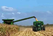 Argentina | Locura en el mercado argentino de maíz con precios que operan completamente indiferentes del contexto internacional Argentina | Locura en el mercado argentino de maíz con precios que operan completamente indiferentes del contexto internacional