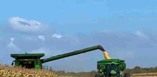 Argentina | Locura en el mercado argentino de maíz con precios que operan completamente indiferentes del contexto internacional Argentina | Locura en el mercado argentino de maíz con precios que operan completamente indiferentes del contexto internacional