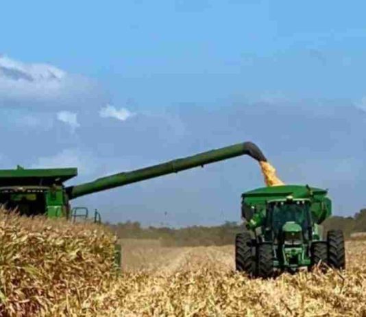 Argentina | Locura en el mercado argentino de maíz con precios que operan completamente indiferentes del contexto internacional Argentina | Locura en el mercado argentino de maíz con precios que operan completamente indiferentes del contexto internacional