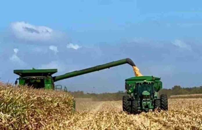 Argentina Locura en el mercado argentino de maíz con precios que operan completamente indiferentes del contexto internacional Argentina | Locura en el mercado argentino de maíz con precios que operan completamente indiferentes del contexto internacional