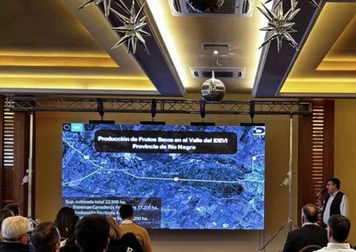 Argentina Producción de avellanos Viedma mira a Chile y apuesta a un cultivo que gana terreno en el mundo Argentina Producción de avellanos Viedma mira a Chile y apuesta a un cultivo que gana terreno en el mundo