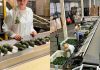 Argentina emerge como el mercado más atractivo para la palta Hass chilena