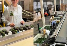 Argentina emerge como el mercado más atractivo para la palta Hass chilena