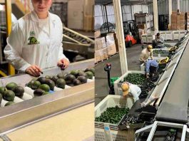 Argentina emerge como el mercado más atractivo para la palta Hass chilena Argentina emerge como el mercado más atractivo para la palta Hass chilena