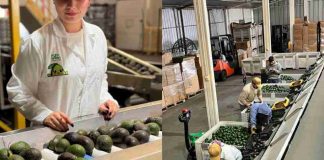Argentina emerge como el mercado más atractivo para la palta Hass chilena