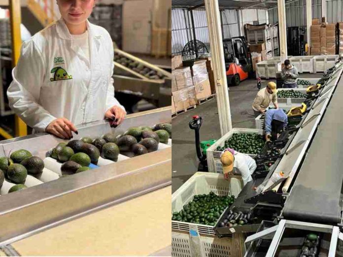 Argentina emerge como el mercado más atractivo para la palta Hass chilena Argentina emerge como el mercado más atractivo para la palta Hass chilena