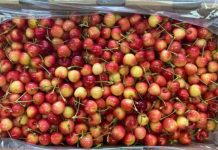 Arrancan huerto ilegal de cerezas Tip Top cv. en Longaví